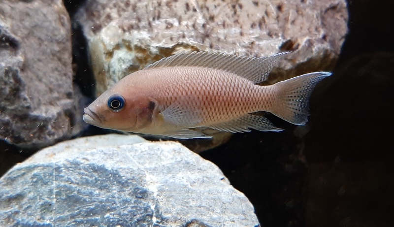 Neolamprologus sp. 'princess lyamembe' Sibwesa